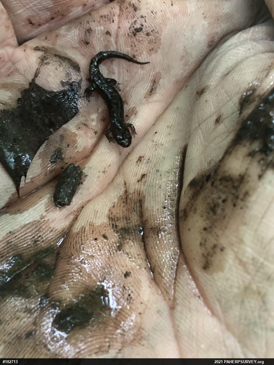 Dusky Salamanders