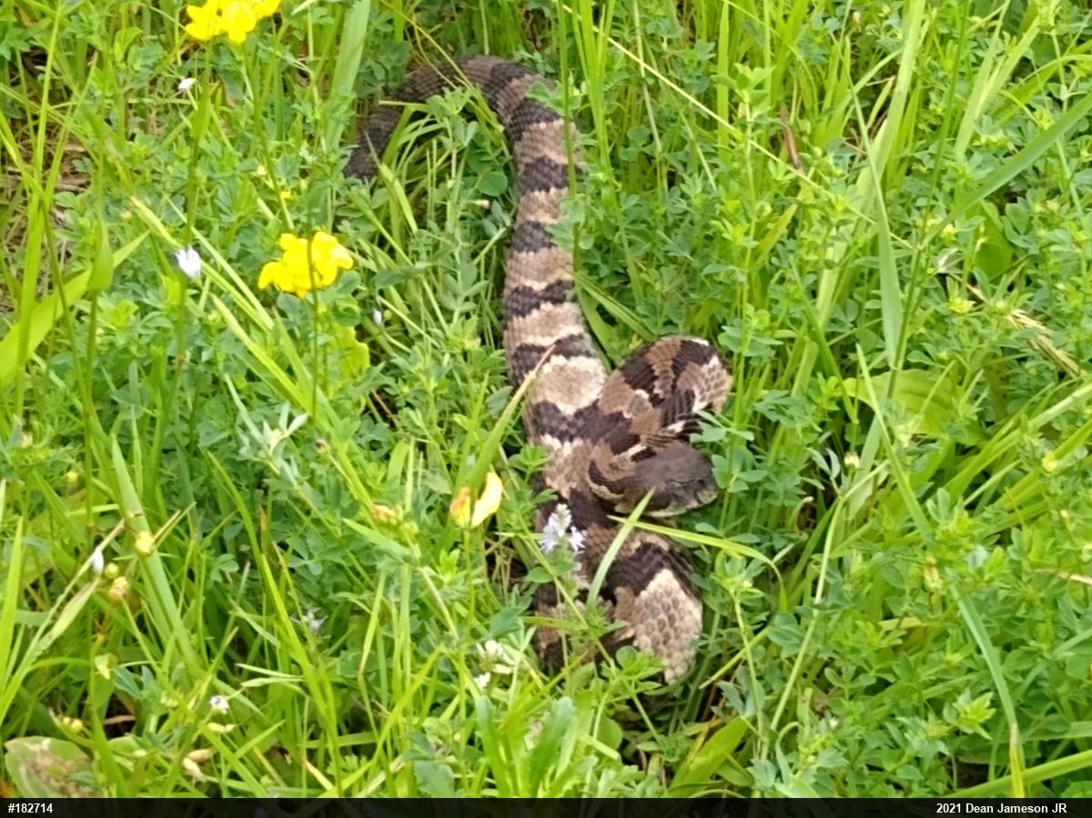 Timber Rattlesnake