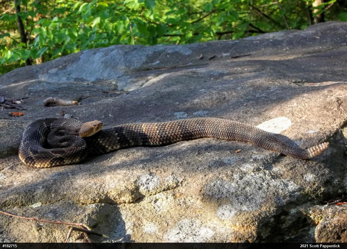 Timber Rattlesnake