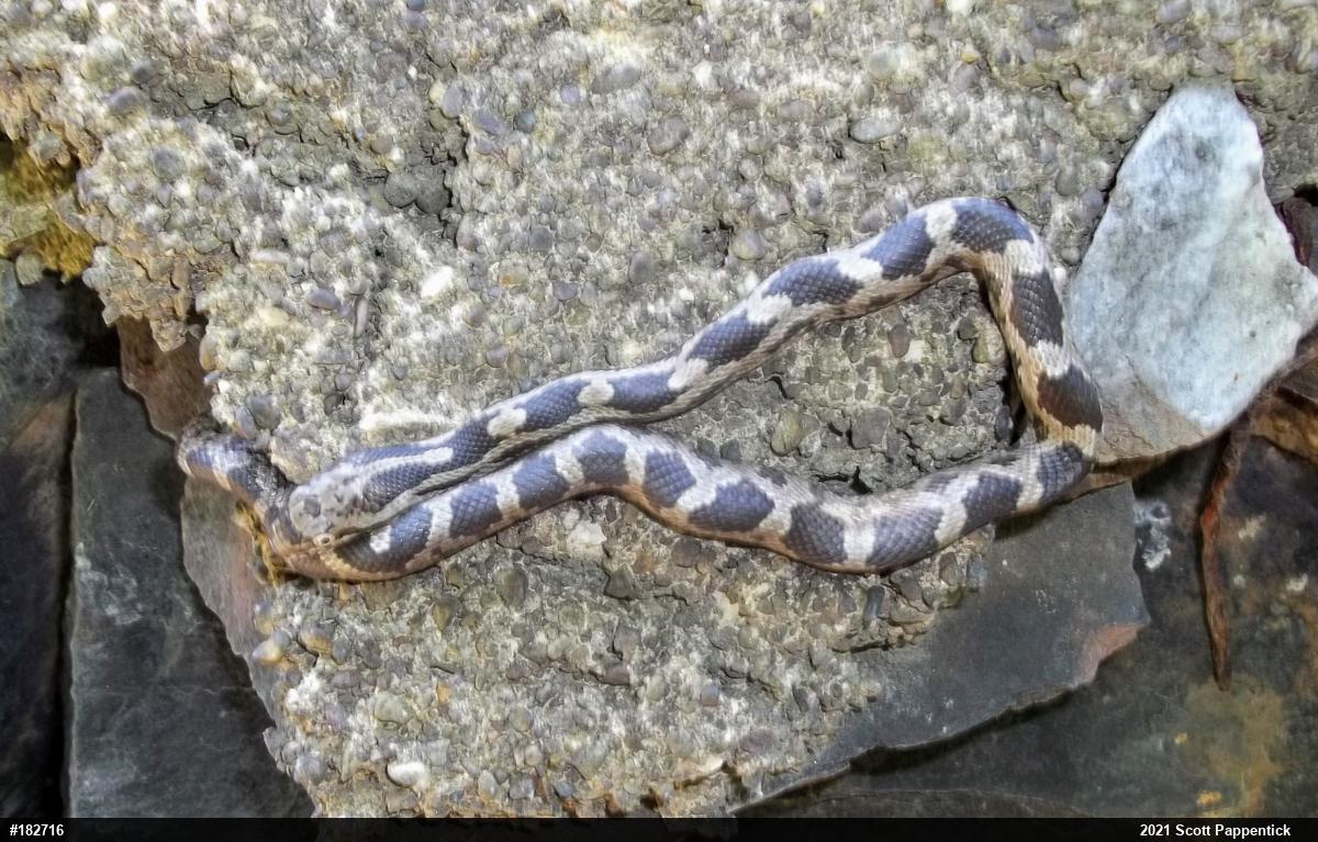 Eastern Ratsnake
