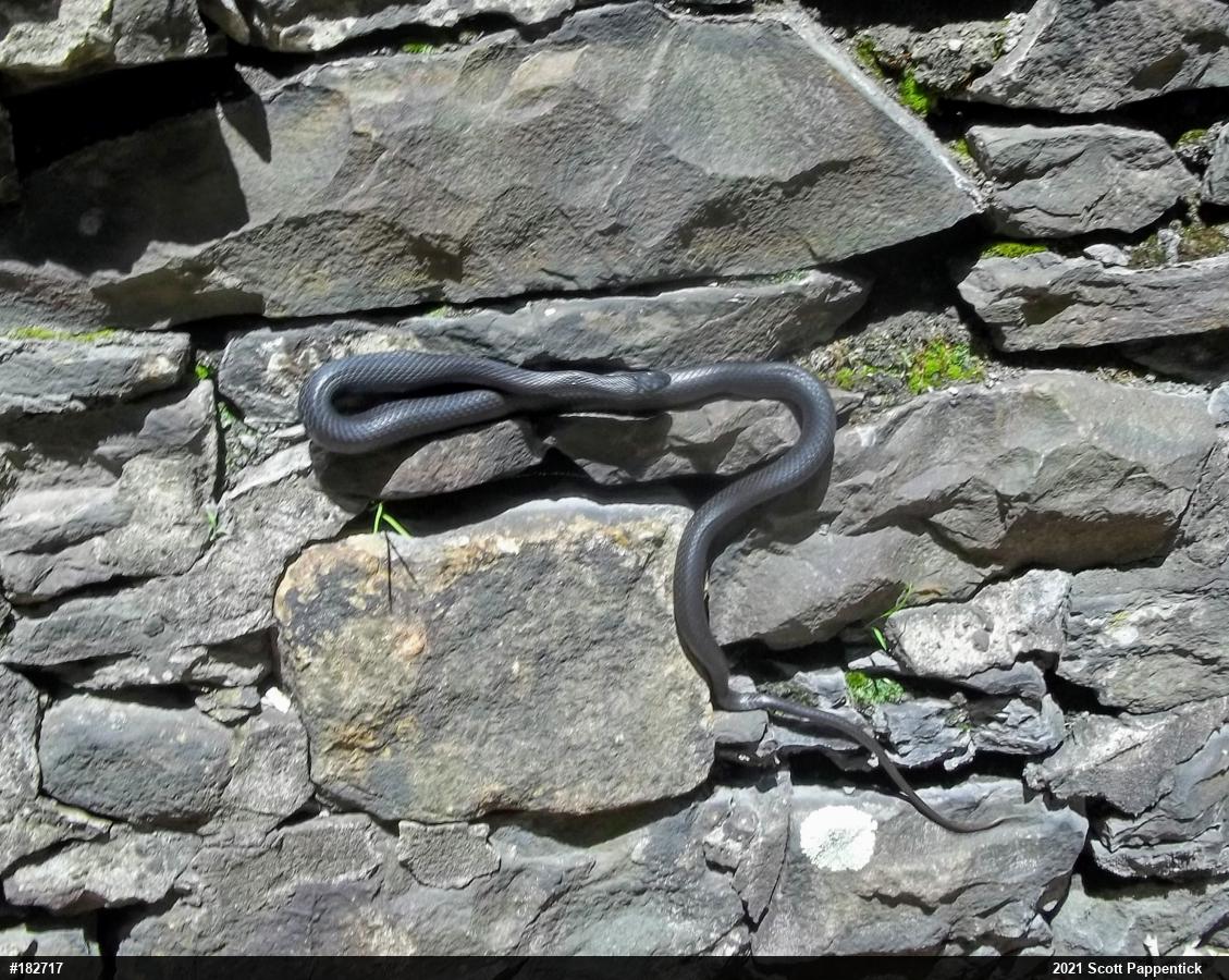 Eastern Ratsnake