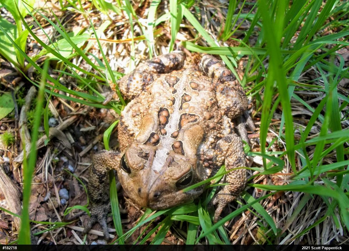 Eastern American Toad