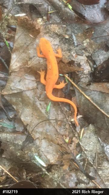 Red-spotted Newt