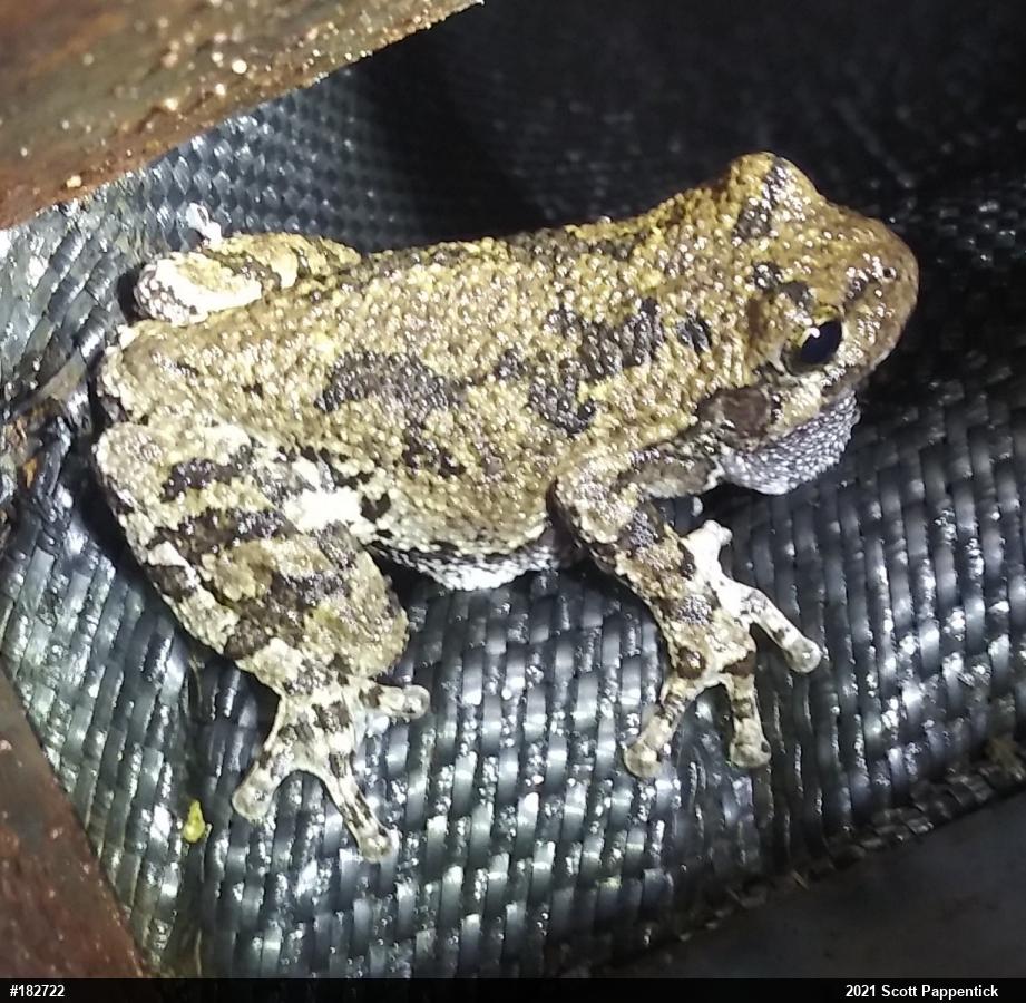Unknown Gray Treefrog