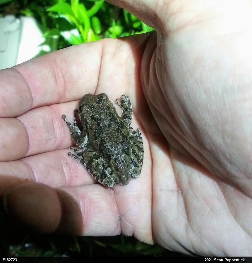 Unknown Gray Treefrog
