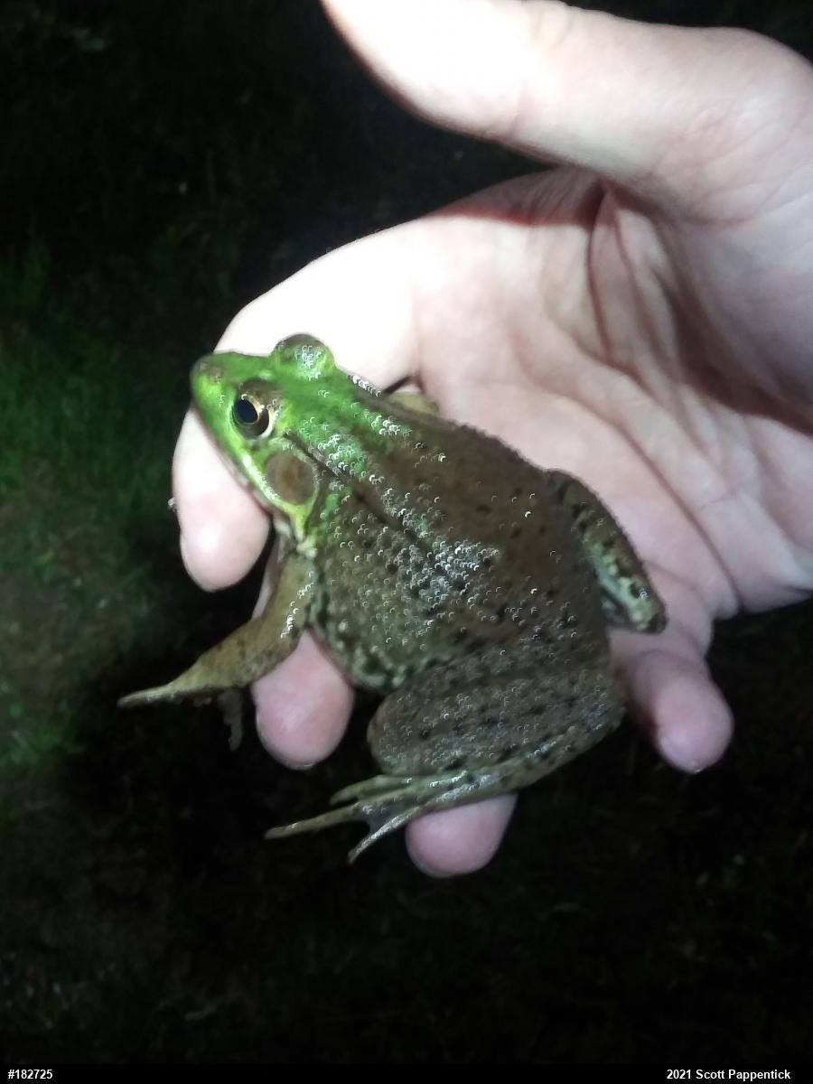 Green Frog