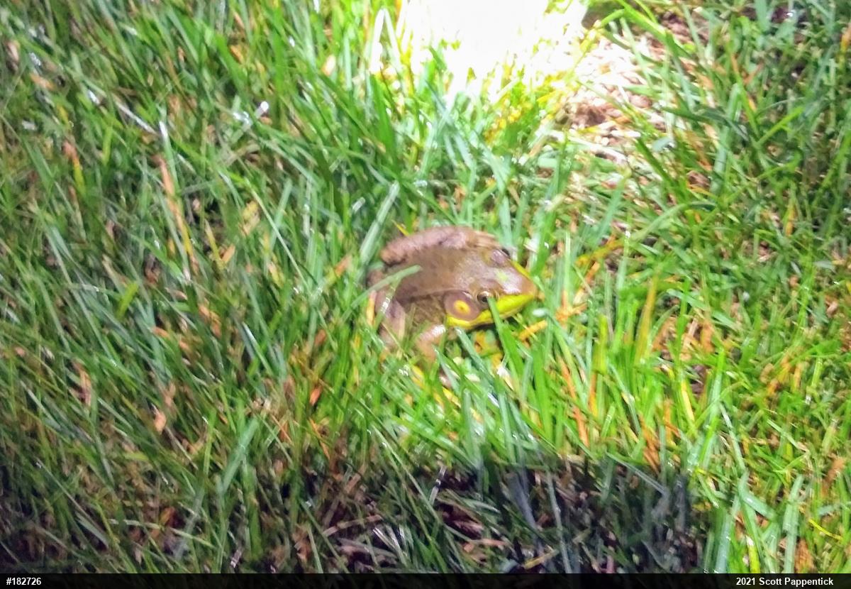 Green Frog