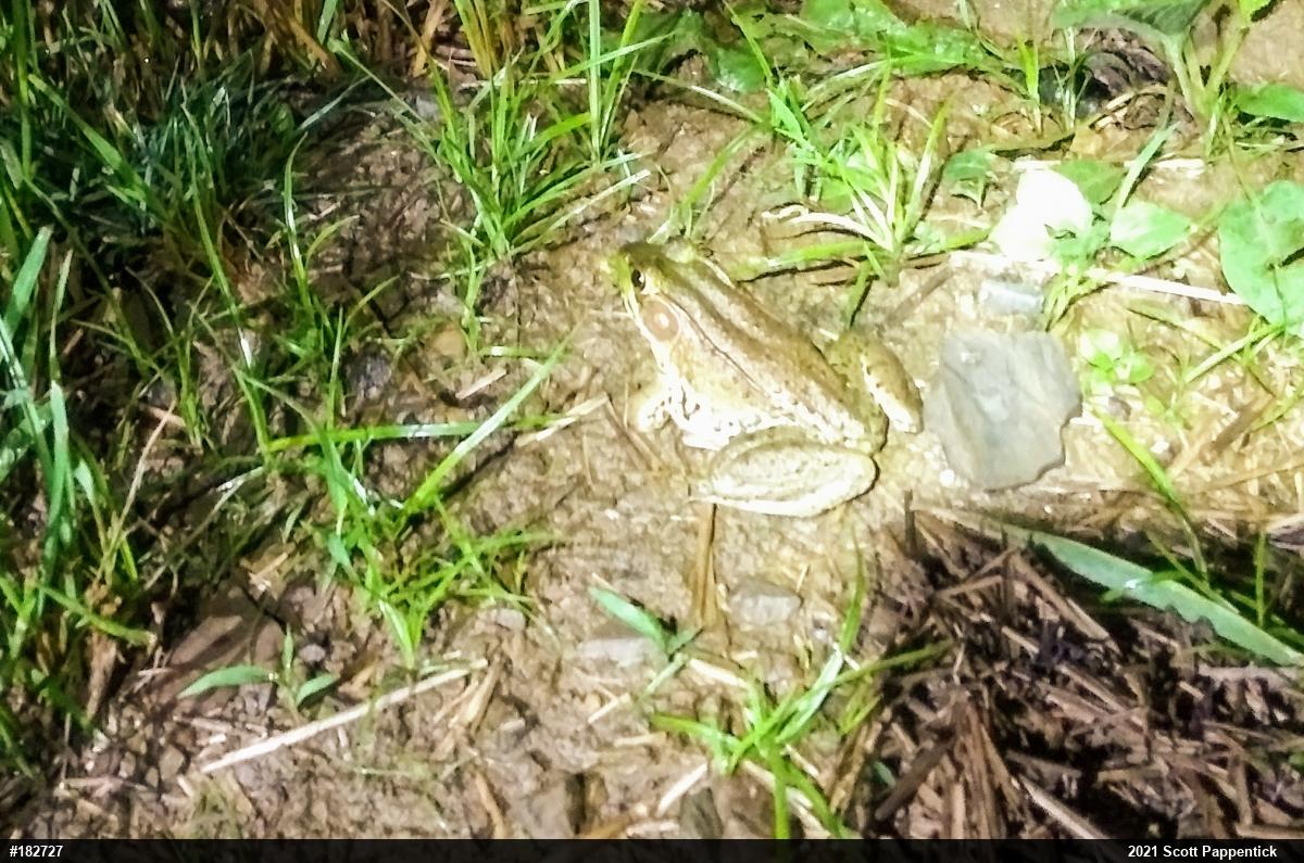Green Frog