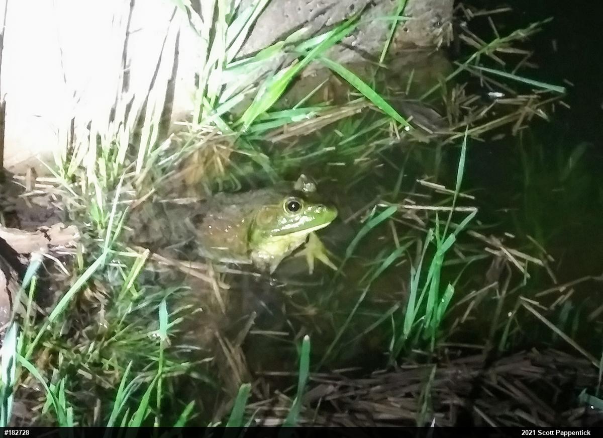 American Bullfrog