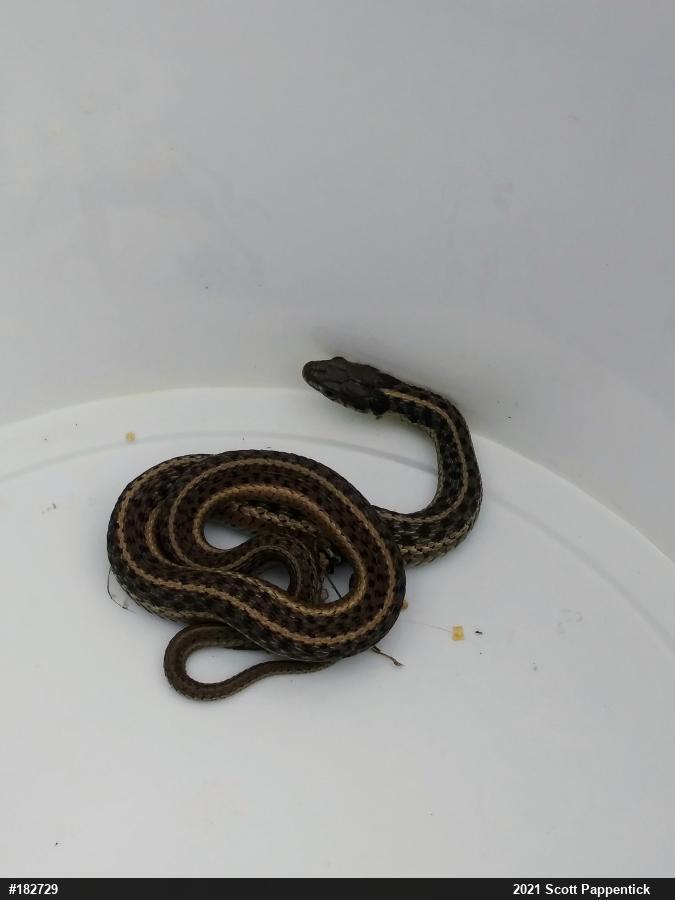 Eastern Gartersnake