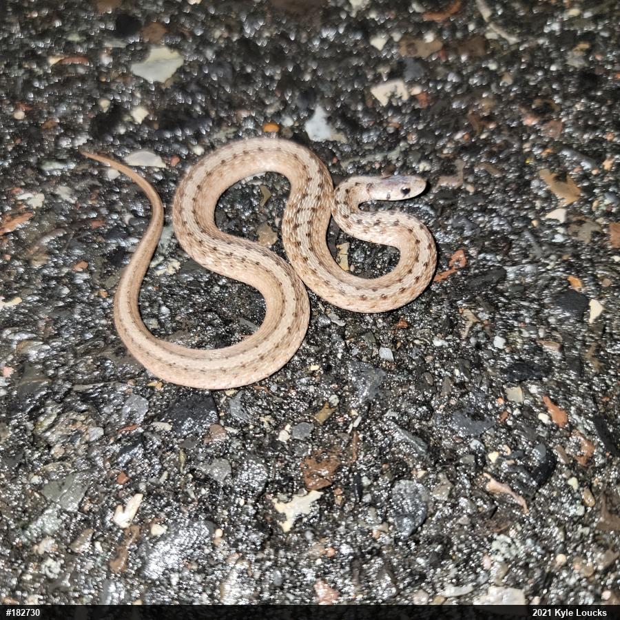 Dekay's Brownsnake