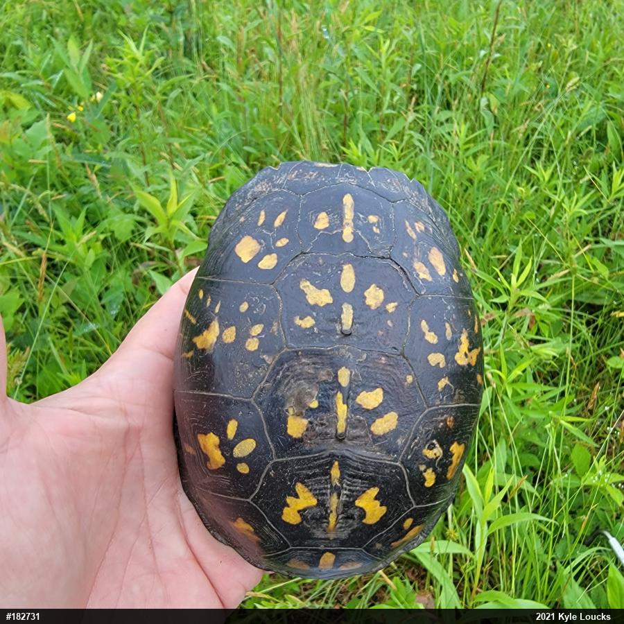 Eastern Box Turtle