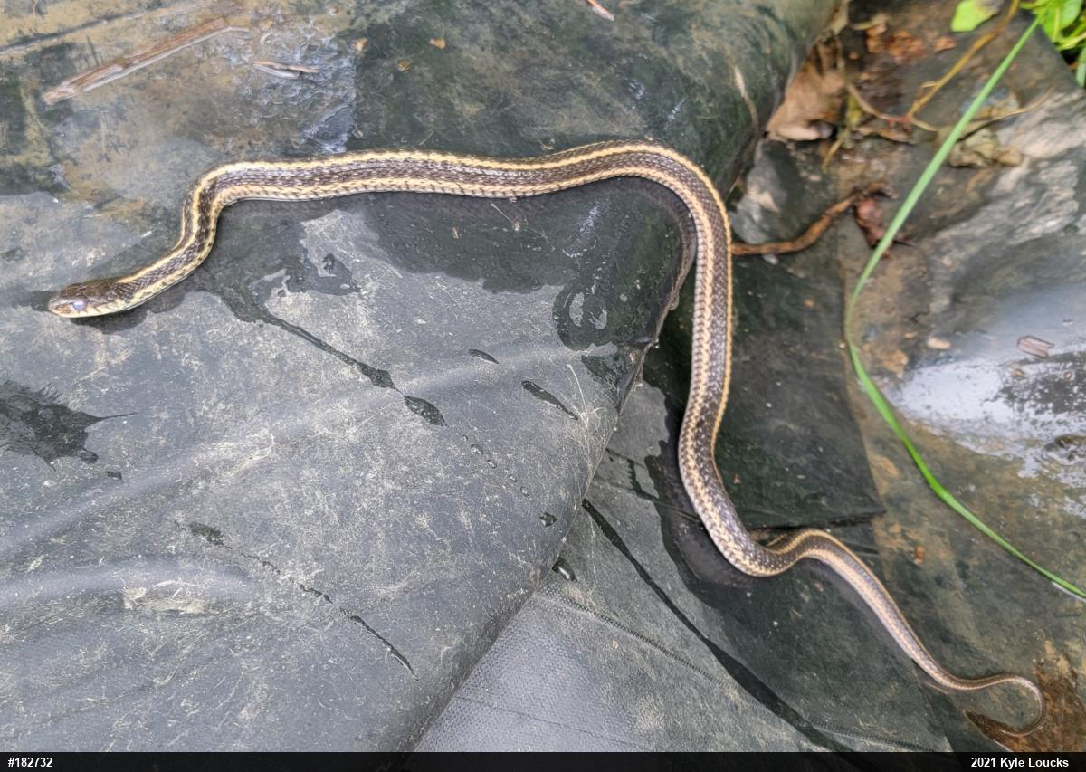 Eastern Gartersnake