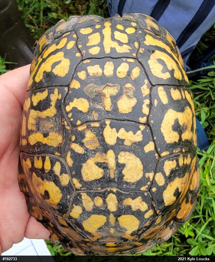 Eastern Box Turtle