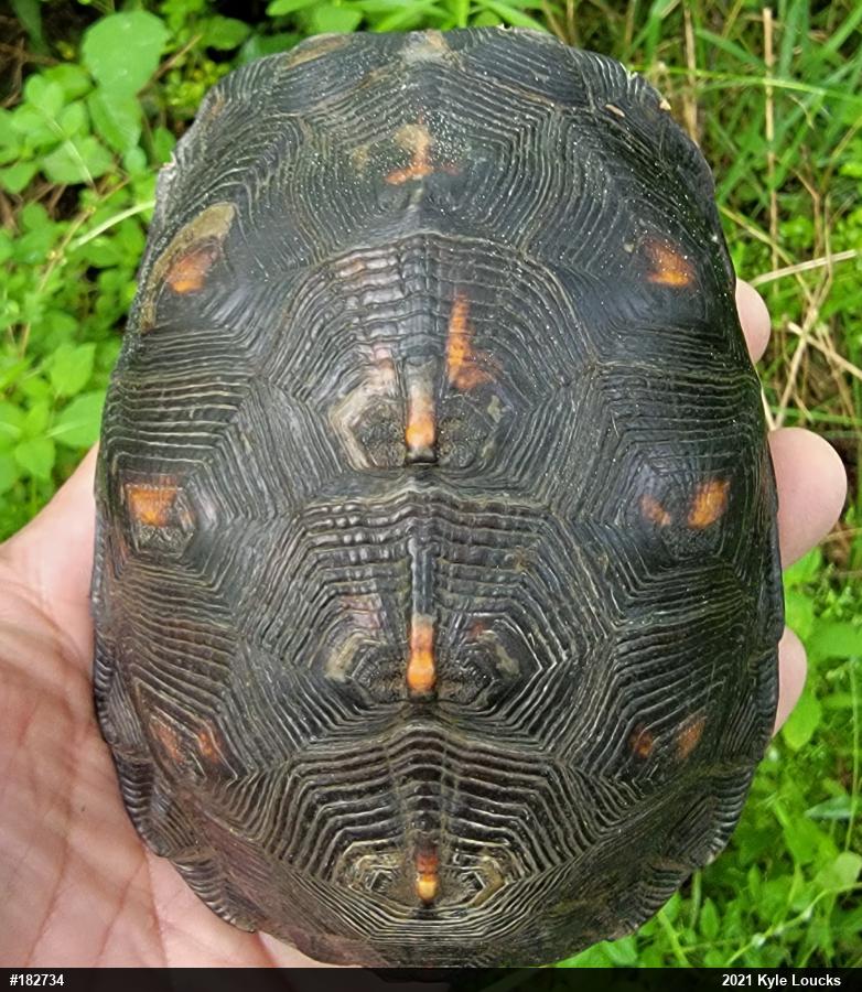Eastern Box Turtle