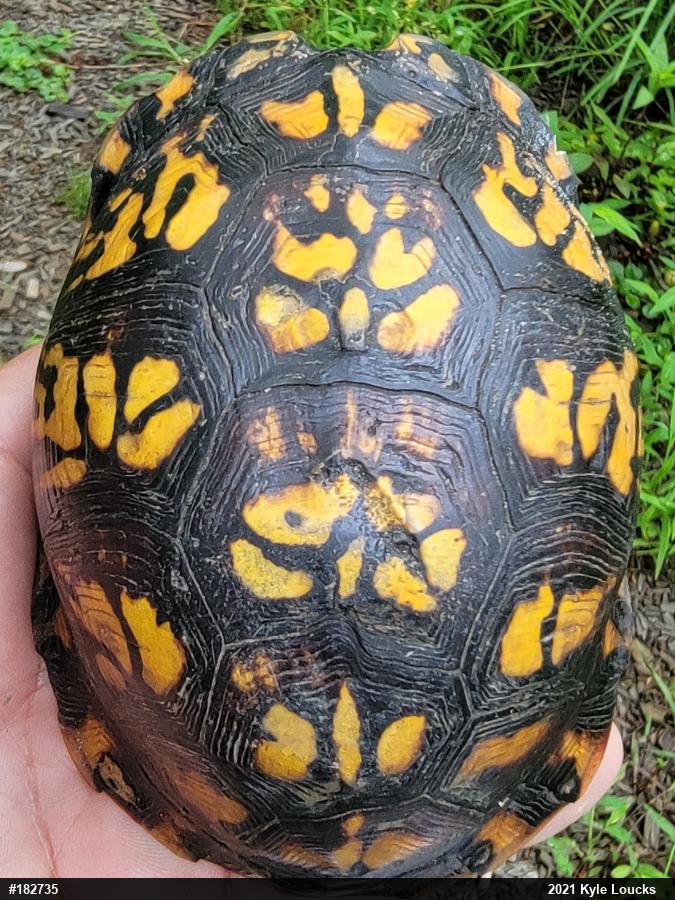 Eastern Box Turtle