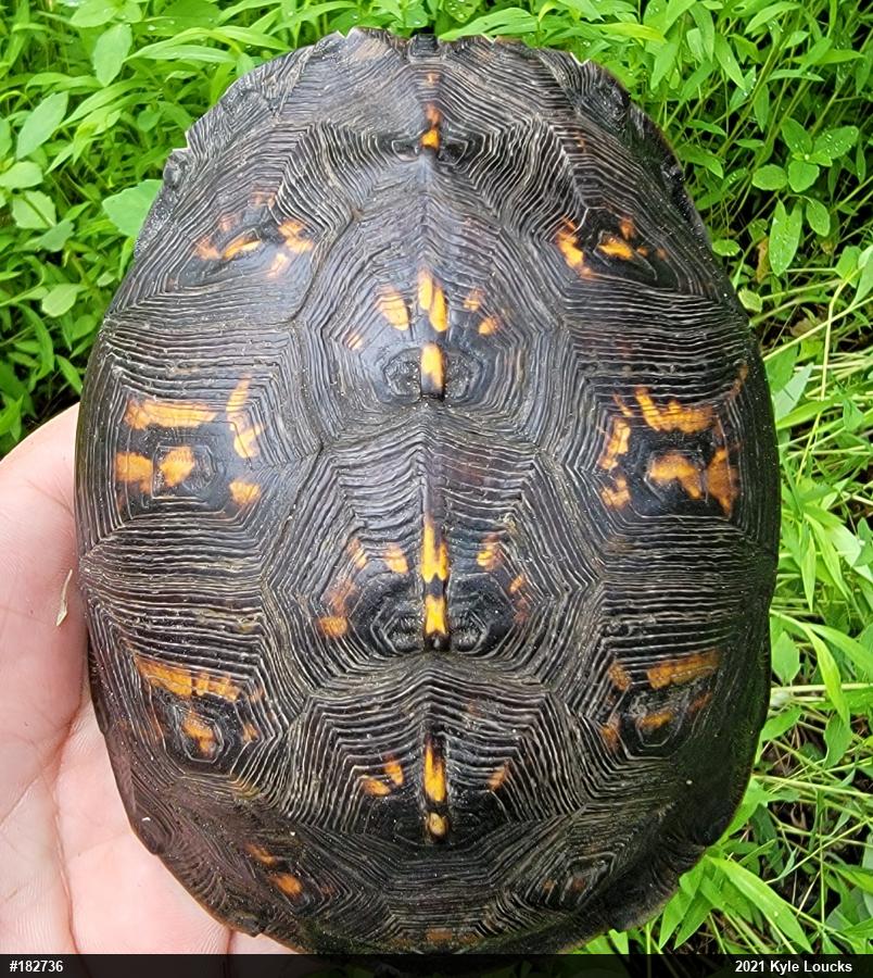 Eastern Box Turtle