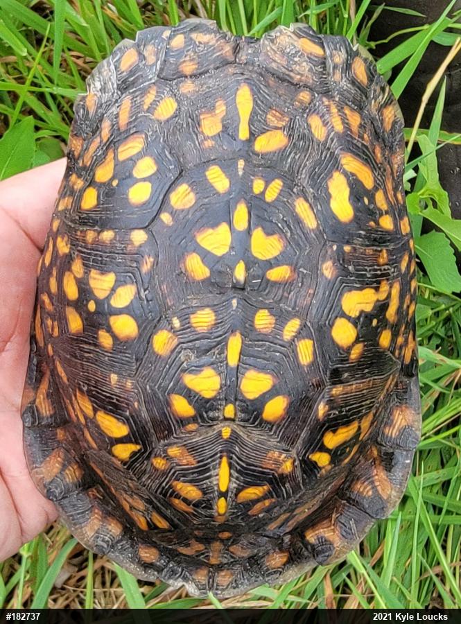 Eastern Box Turtle