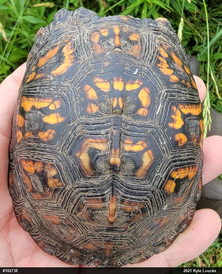 Eastern Box Turtle