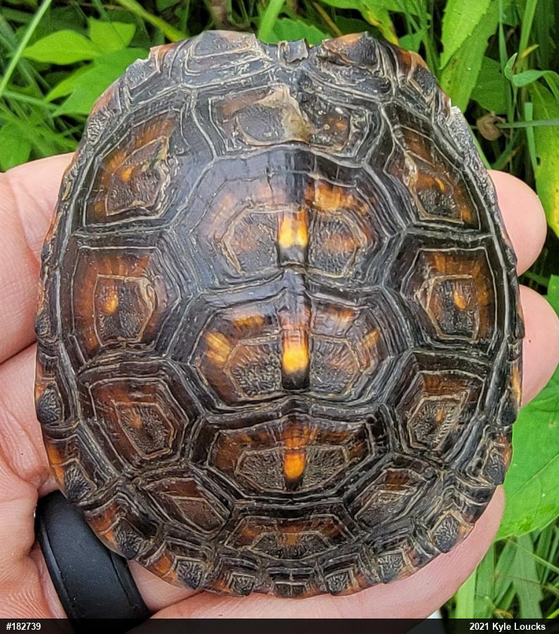 Eastern Box Turtle