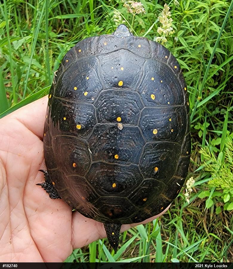 Spotted Turtle