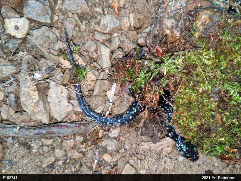 Northern Slimy Salamander