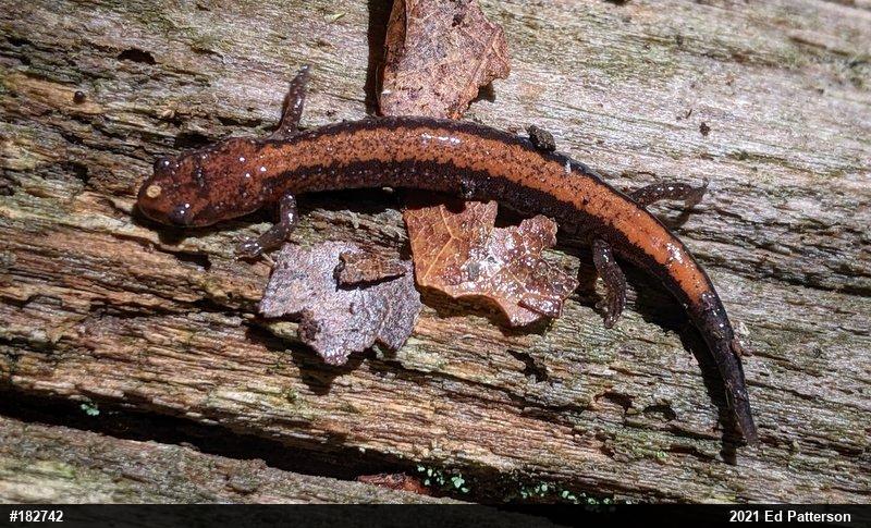 Eastern Red-backed  Salamander