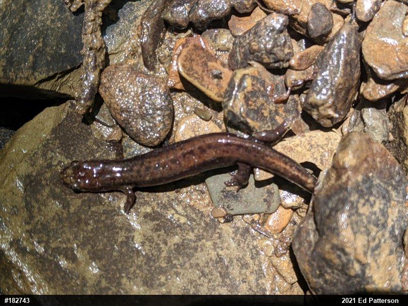 Allegheny Mountain Dusky Salamander