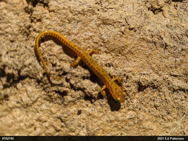Eastern Long-tailed Salamander