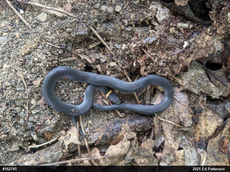 Northern Ring-necked Snake