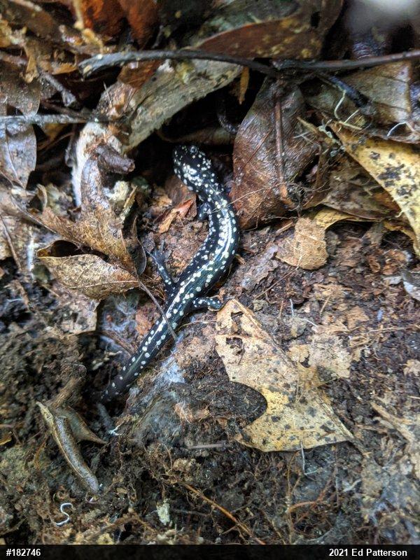 Northern Slimy Salamander