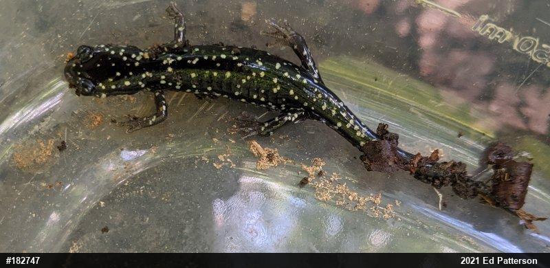 Northern Slimy Salamander