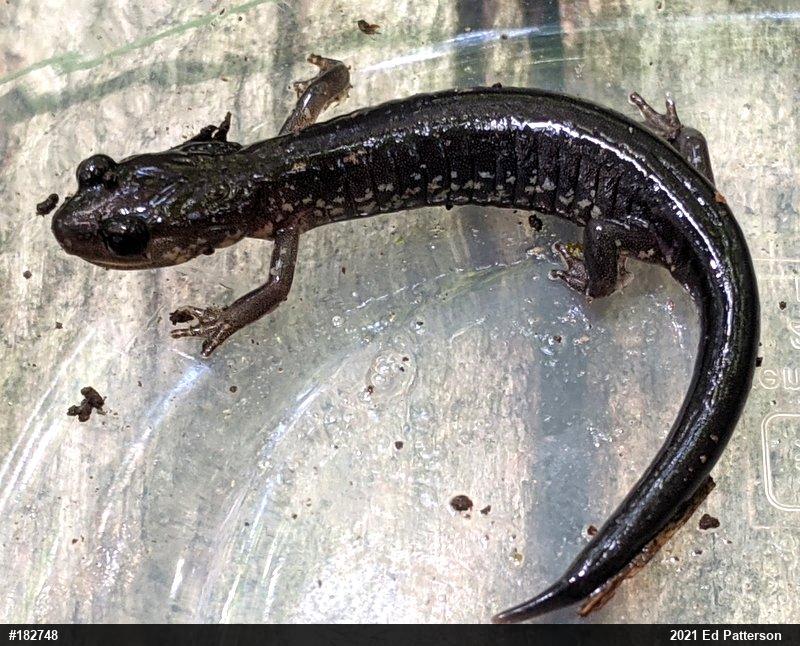 Wehrle's Salamander