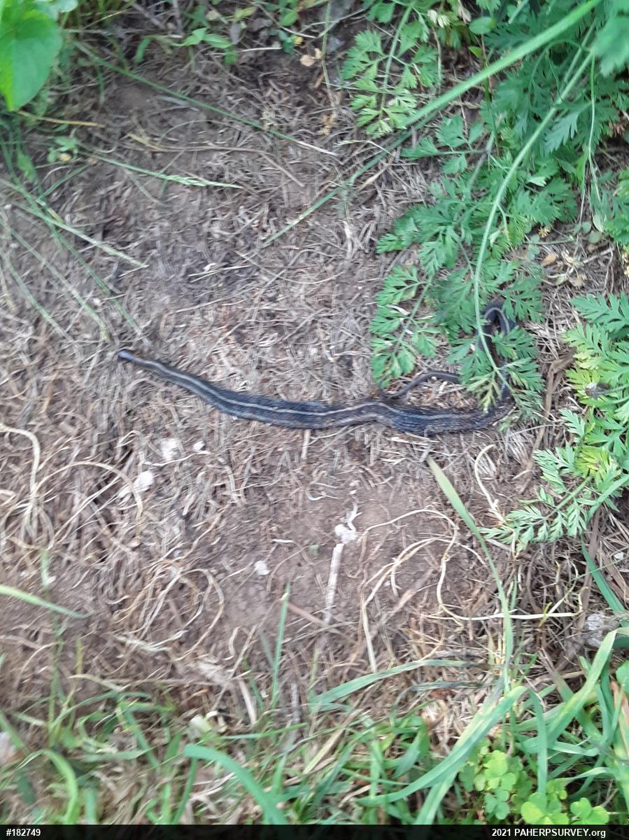 Shorthead Gartersnake