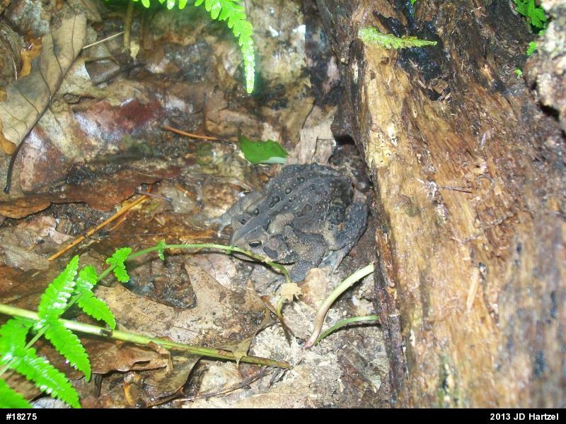 Eastern American Toad