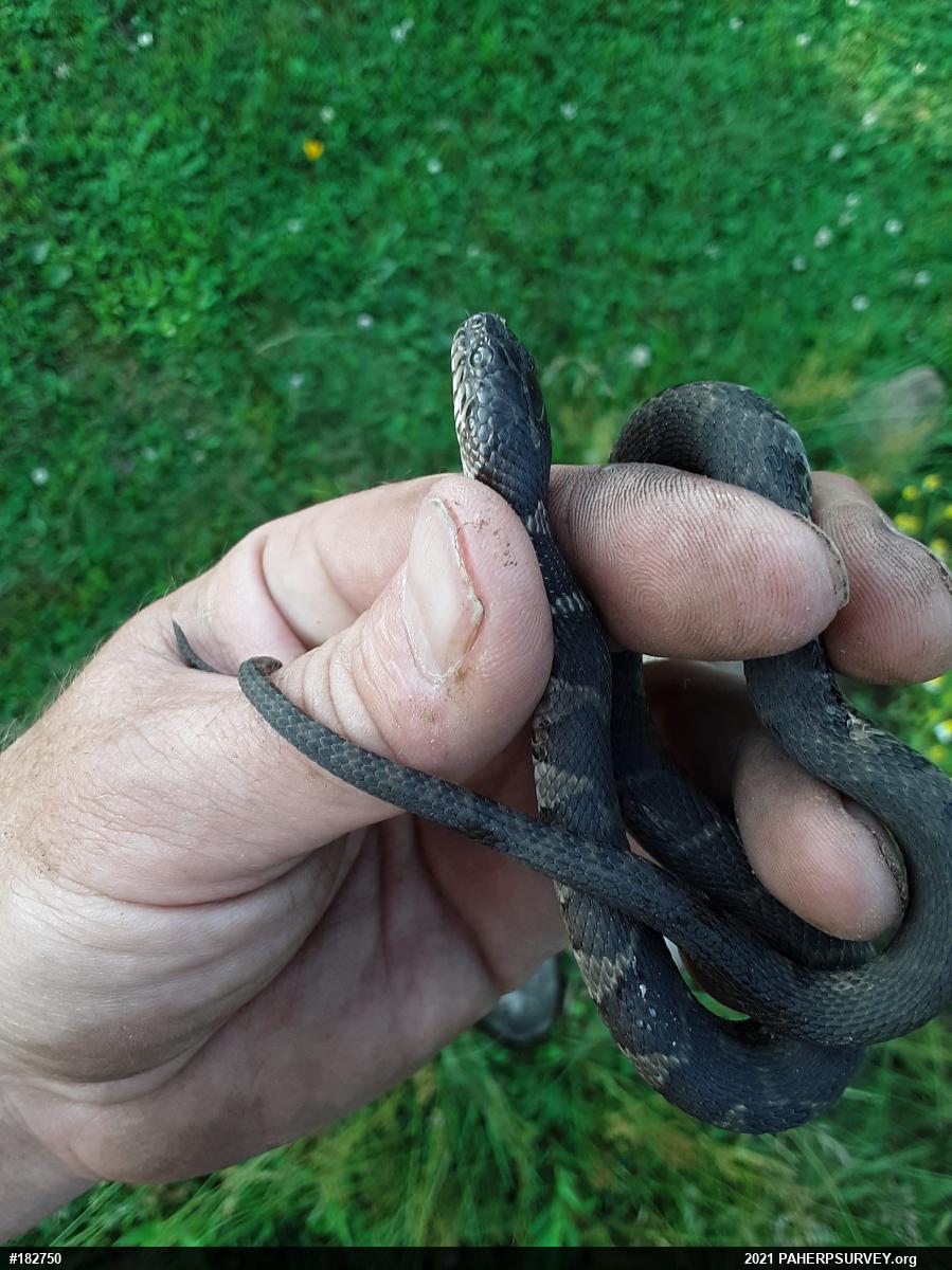 Northern Watersnake