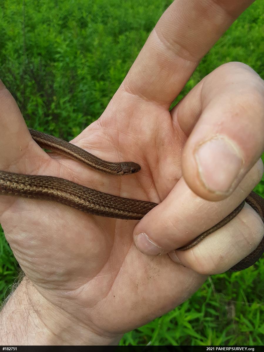 Shorthead Gartersnake