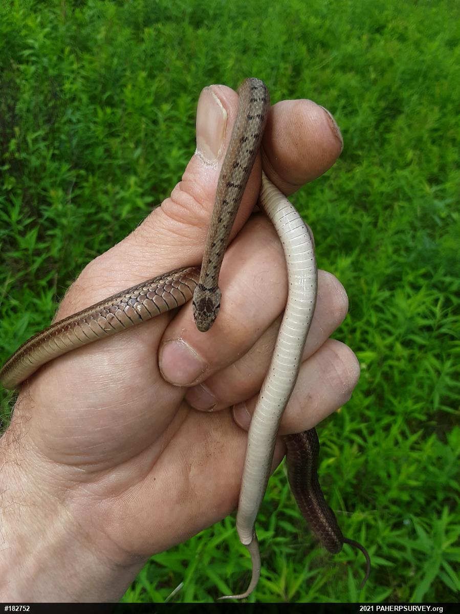 Dekay's Brownsnake