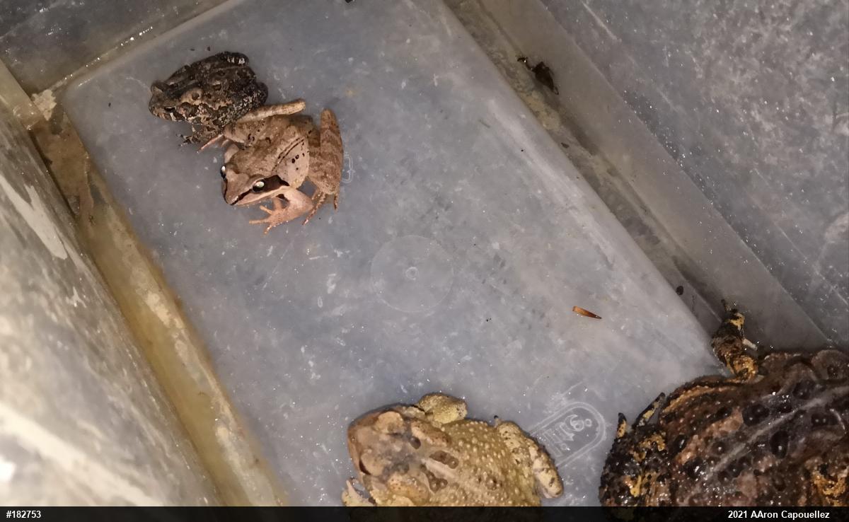 Wood Frog
