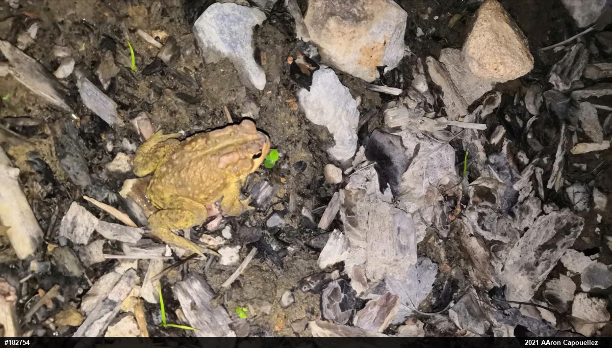 Eastern American Toad