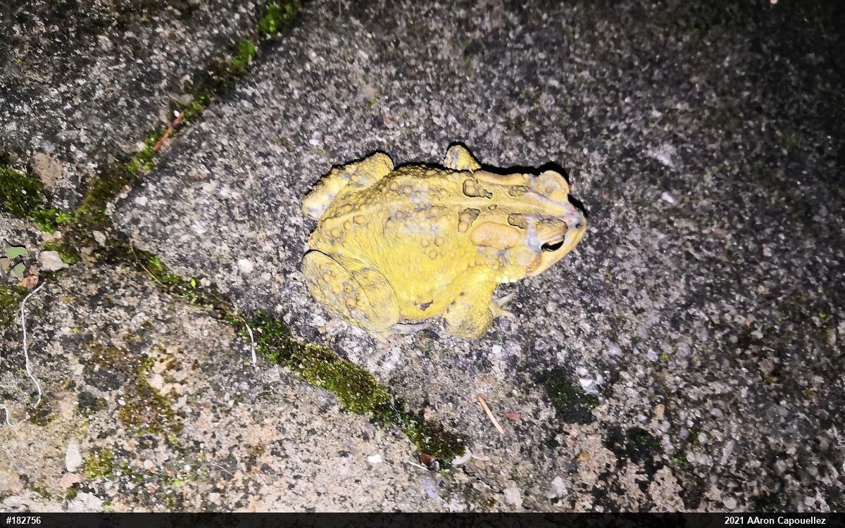 Eastern American Toad