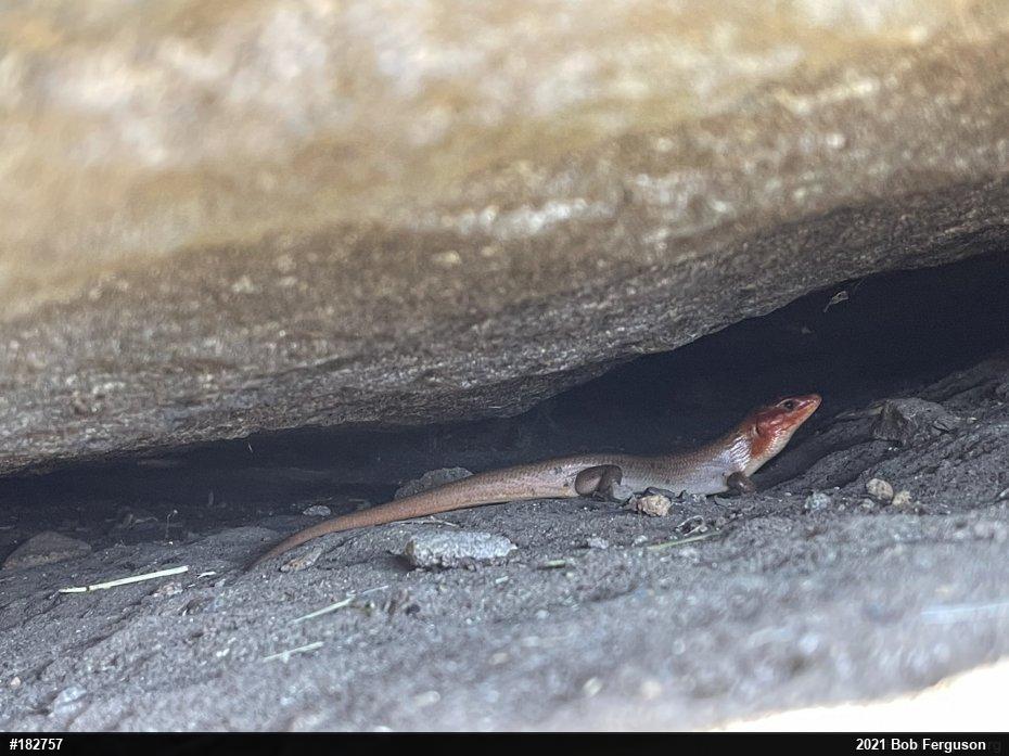 Broad-headed Skink