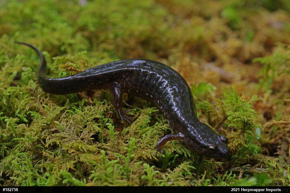 Northern Dusky Salamander