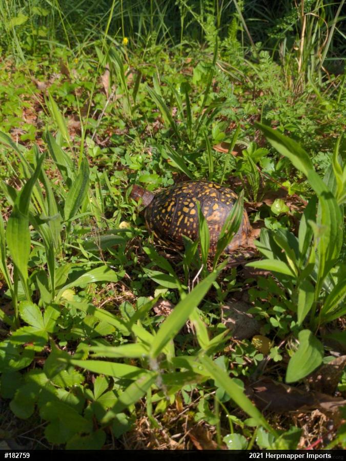 Eastern Box Turtle