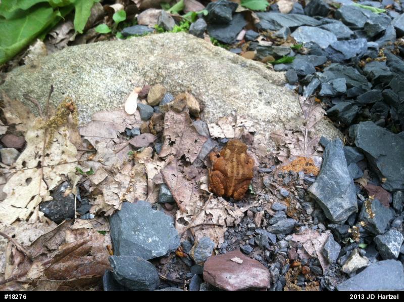 Eastern American Toad