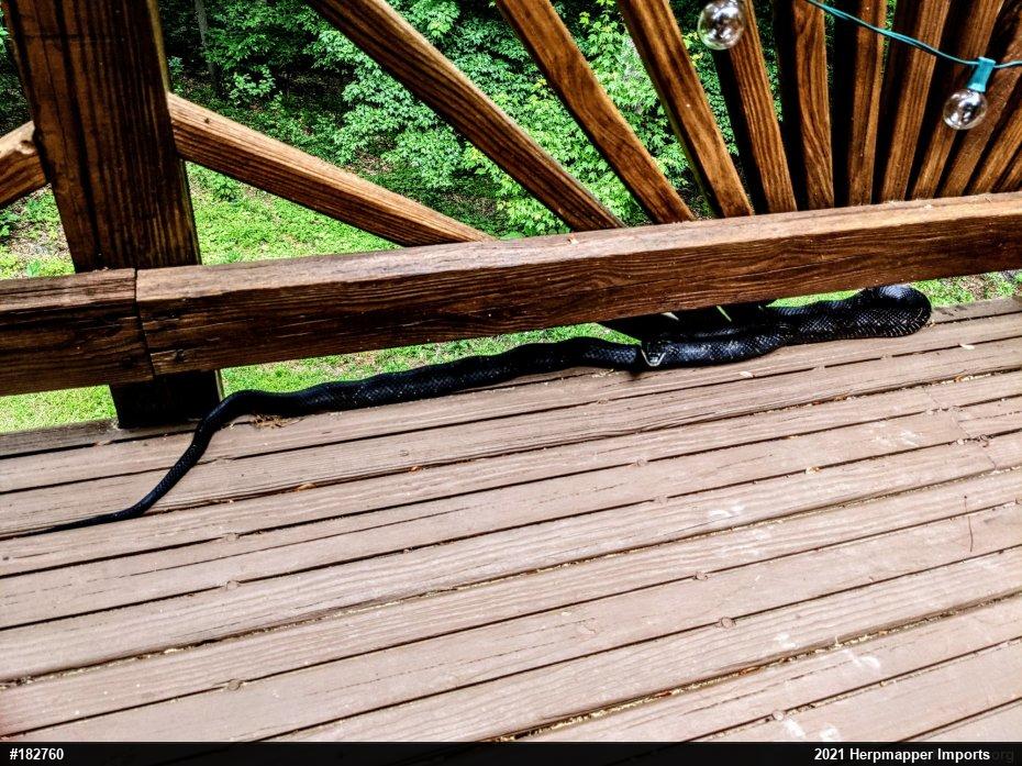 Eastern Ratsnake