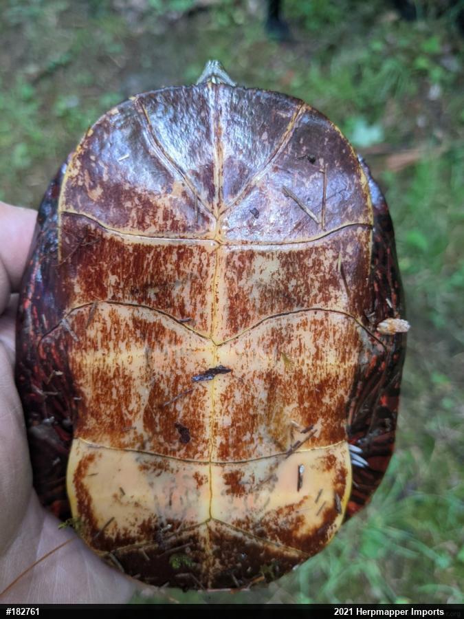 Eastern Painted Turtle