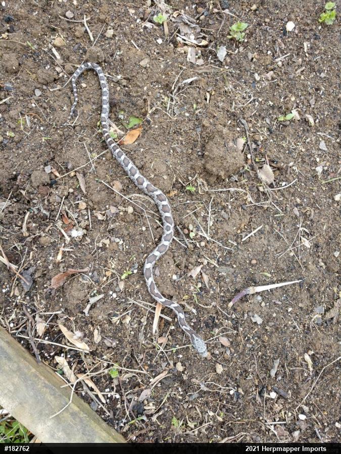 Eastern Ratsnake
