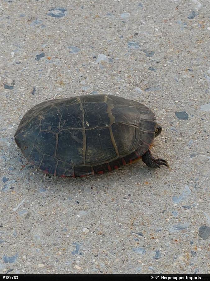 Eastern Painted Turtle