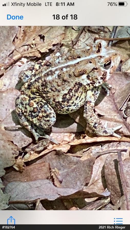 Eastern American Toad